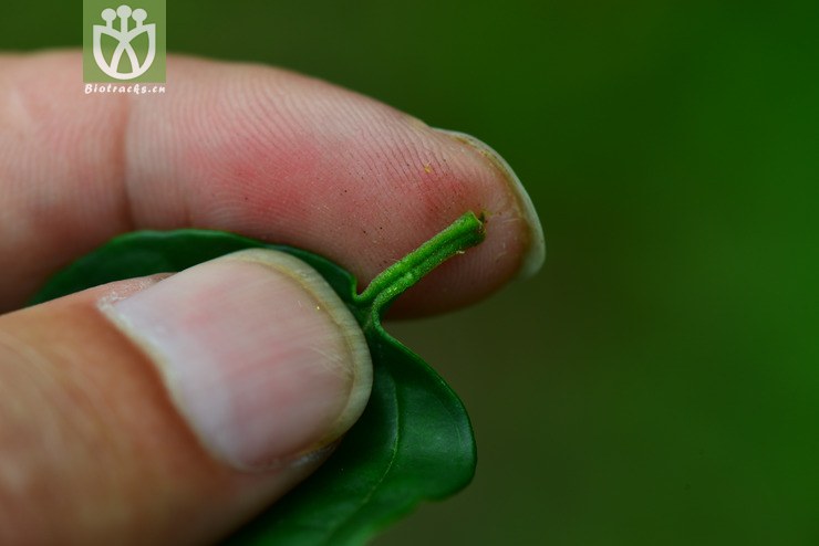 青藤仔(jasminum nervosum) (17).jpg 相邻时间拍摄的照片      张