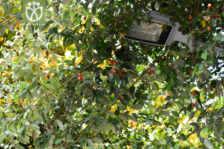 密花胡颓子(elaeagnus conferta) (2).