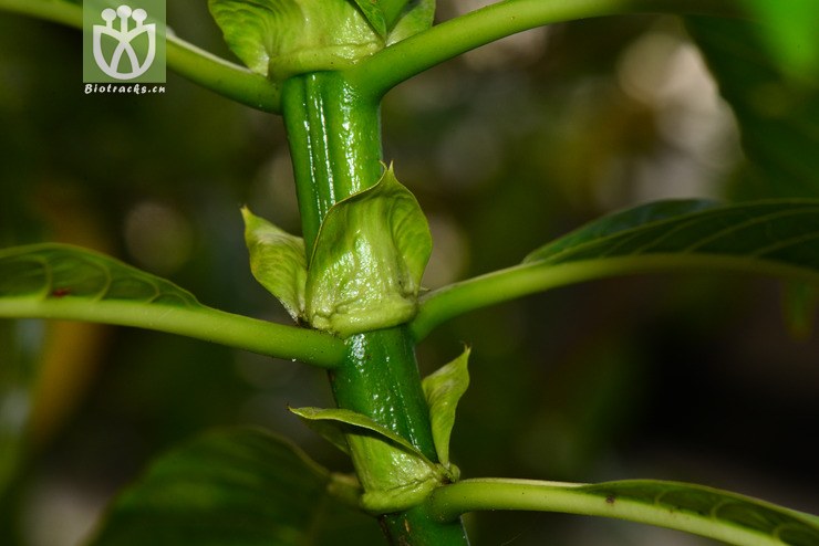 大花木巴戟(morinda longissima) (7).