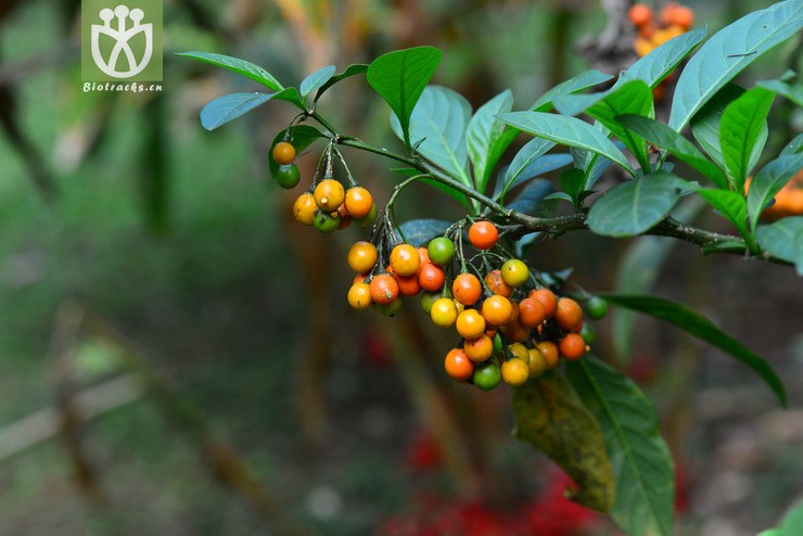 旋花茄(solanum spirale) (0).jpg 相邻时间拍摄的照片      张