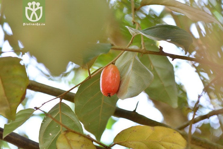 密花胡颓子(elaeagnus conferta) (4).