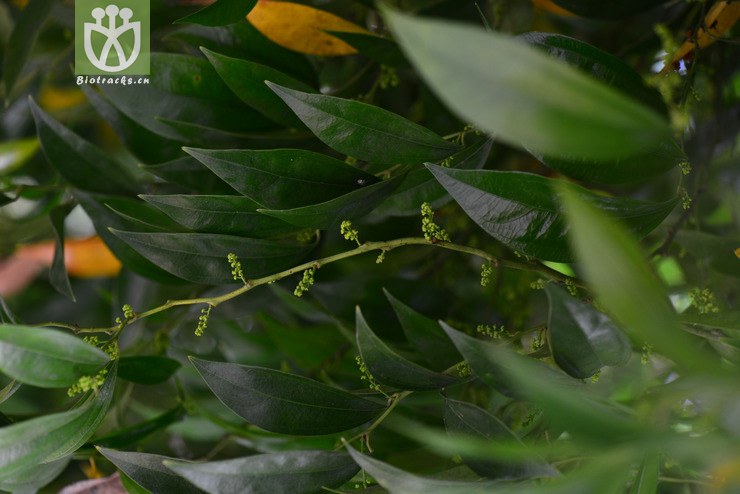 樟叶木防己(cocculus laurifolius) (1).