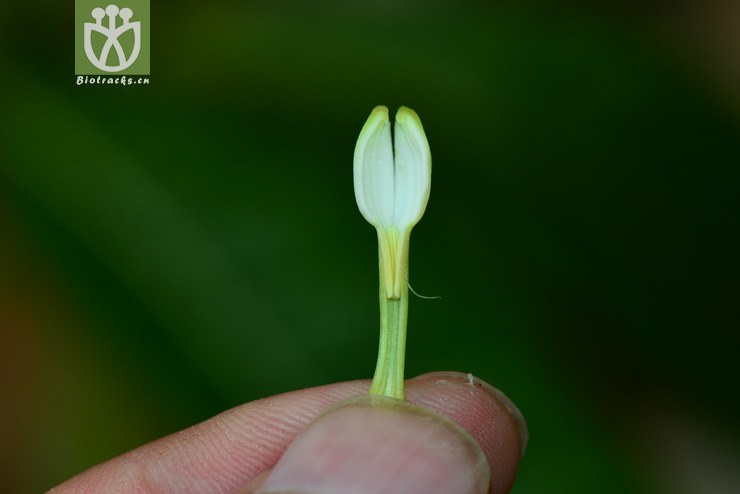 大花木巴戟(morinda longissima) (20).