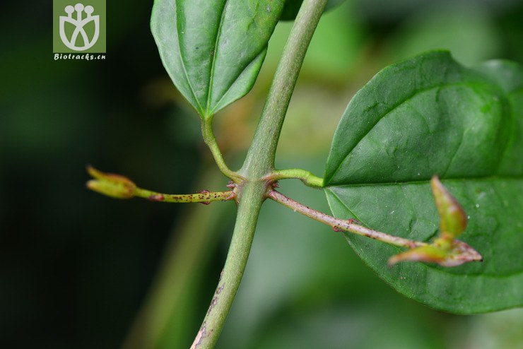 青藤仔(jasminum nervosum) (16).jpg 相鄰時間拍攝的照片 張