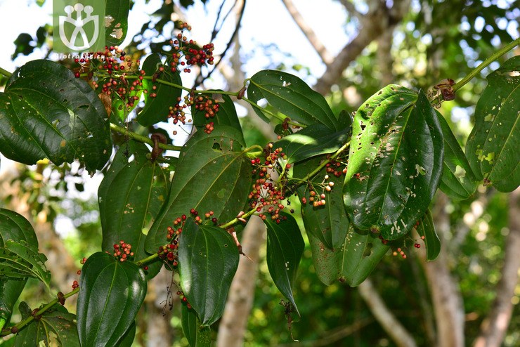 穿鞘菝葜(smilax perfoliata) (4).jpg 相邻时间拍摄的照片      张