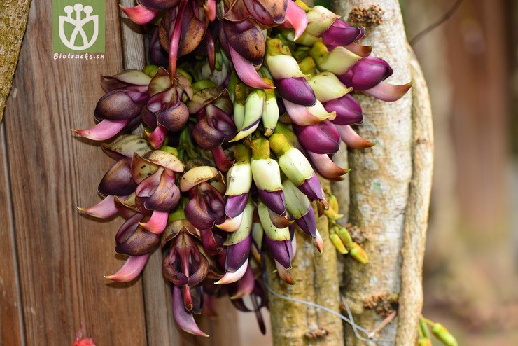 大果油麻藤(mucuna macrocarpa) (18).