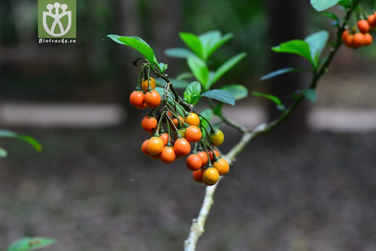 旋花茄(solanum spirale) (1).jpg 相邻时间拍摄的照片      张