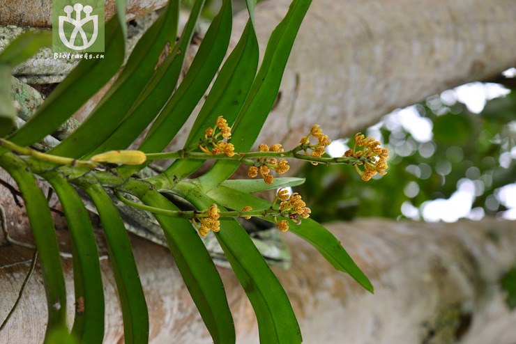 多花脆兰(acampe rigida) (3).jpg 相邻时间拍摄的照片      张