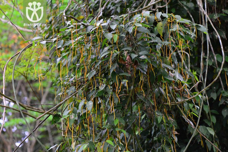 蒌叶(piper betle) (16).jpg 相邻时间拍摄的照片      张