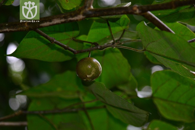 滑桃树(trewia nudiflora(0.jpg 相邻时间拍摄的照片 张