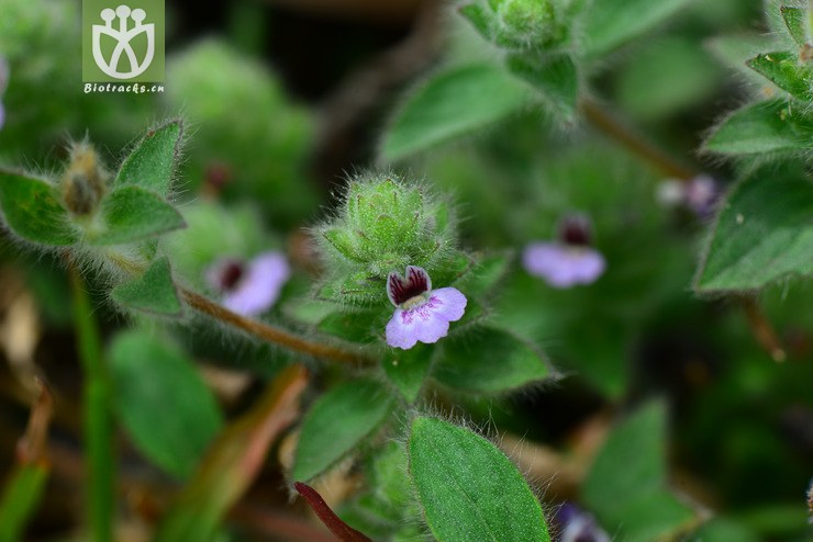 瘤子草(nelsonia canescens(4.jpg 相邻时间拍摄的照片 张