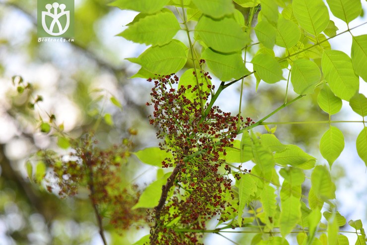 100% 南酸枣(choerospondias axillaris) (0).