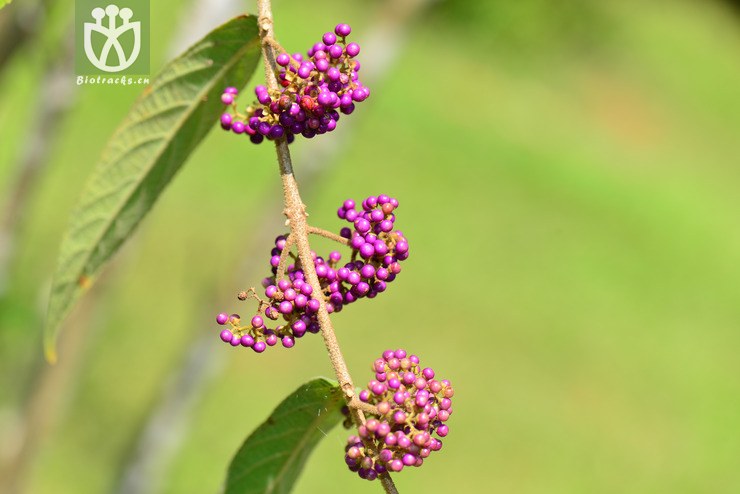 红紫珠(callicarpa rubella) (0).jpg 相邻时间拍摄的照片      张