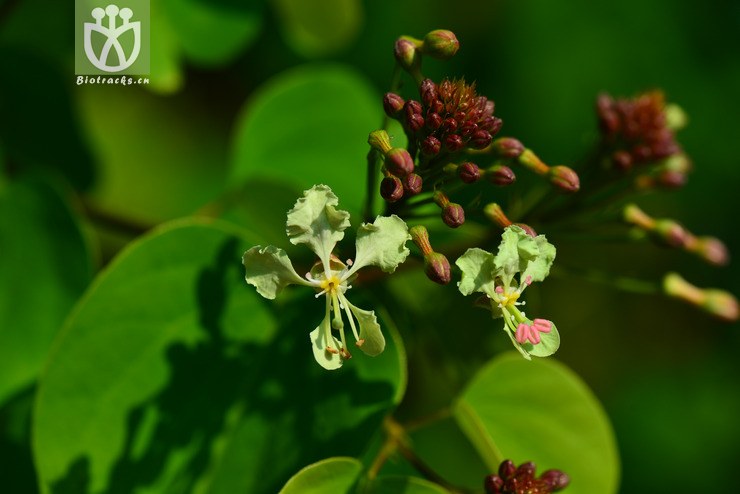 囊托羊蹄甲(bauhinia touranensis) (4).