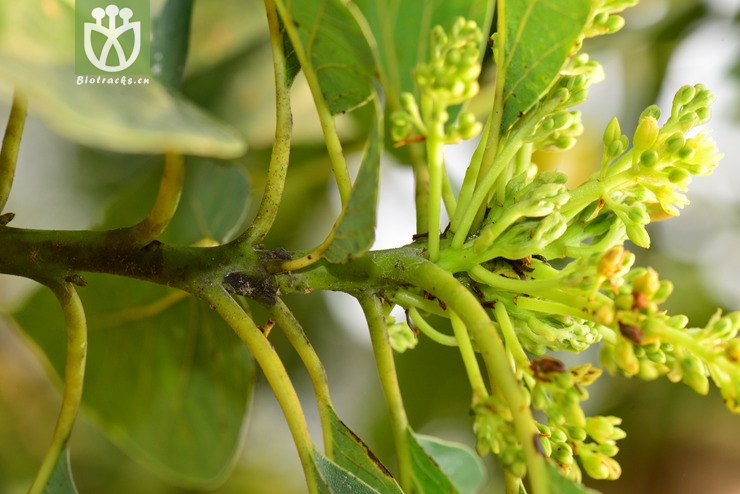 鳄梨(persea americana) (8).jpg 相邻时间拍摄的照片      张