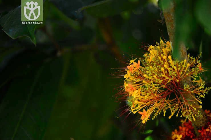 雲南無憂花(saraca griffithiana) (19).