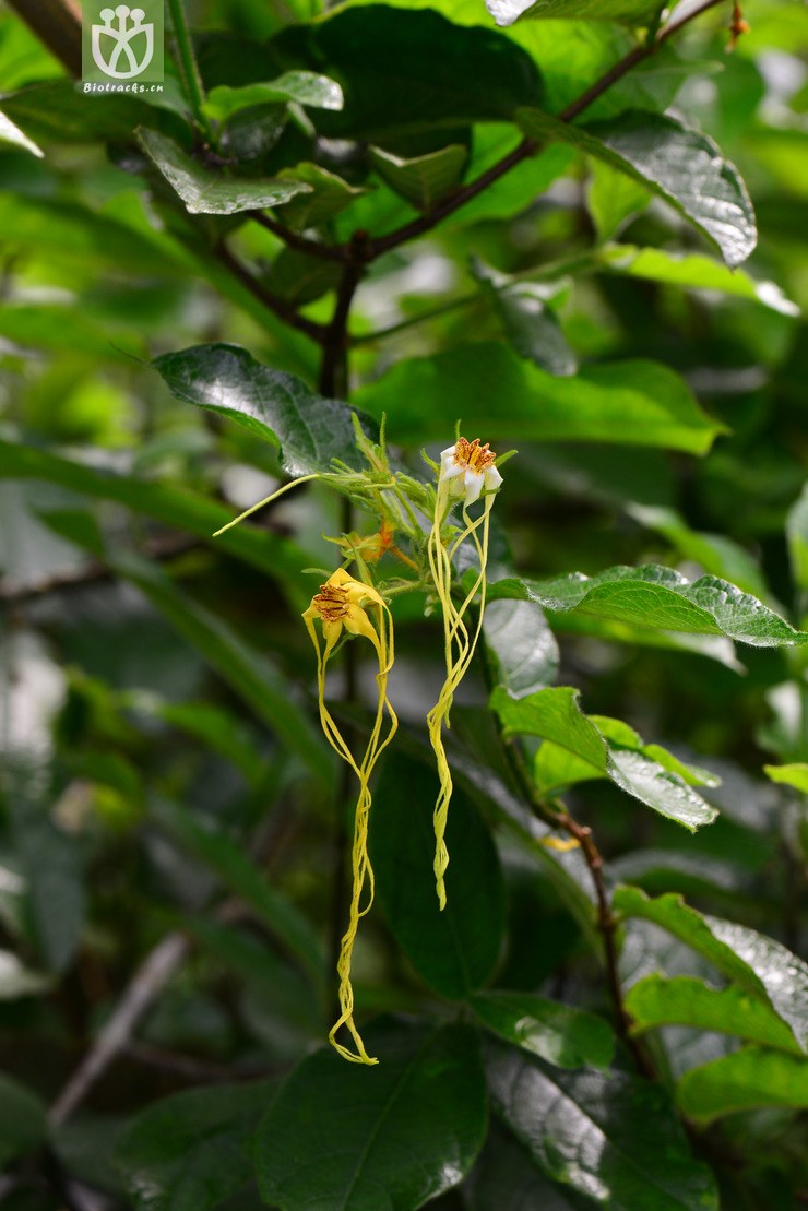 箭毒羊角拗(strophanthus hispidus) (1).