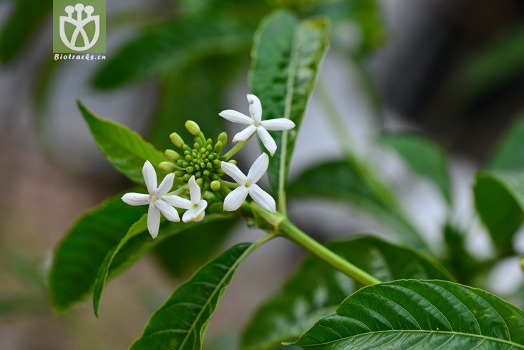 大花木巴戟(morinda longissima) (2).