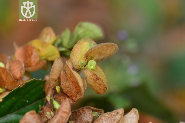 球穗千斤拔(flemingia strobilifera) (11).
