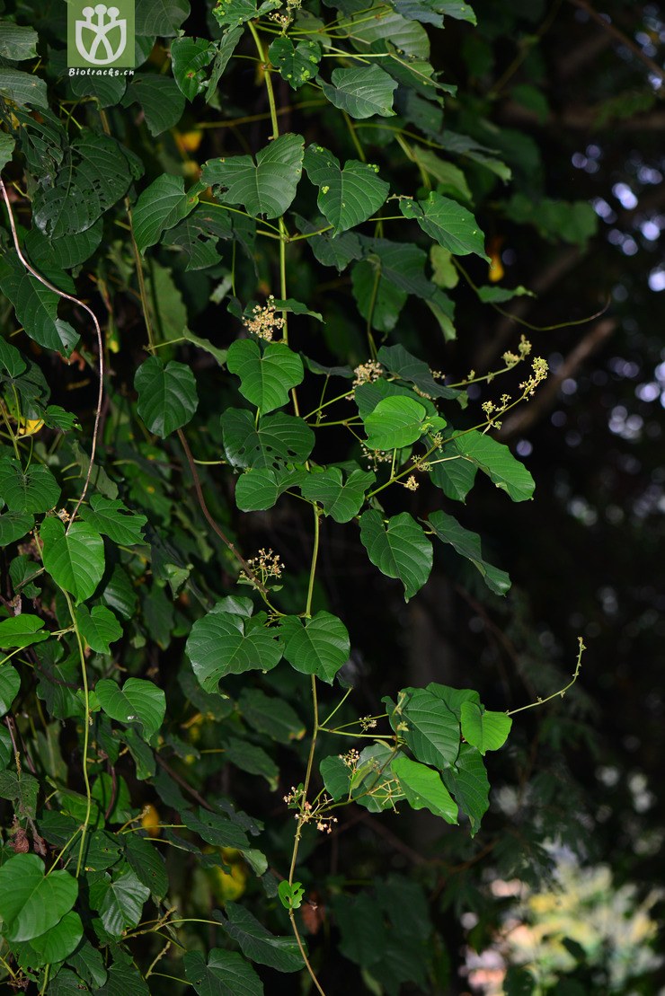 45% 全缘刺果藤(byttneria integrifolia) (0).