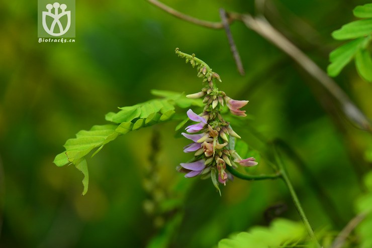 广州相思子(abrus cantoniensis) (5).