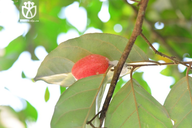 密花胡颓子(elaeagnus conferta) (3).