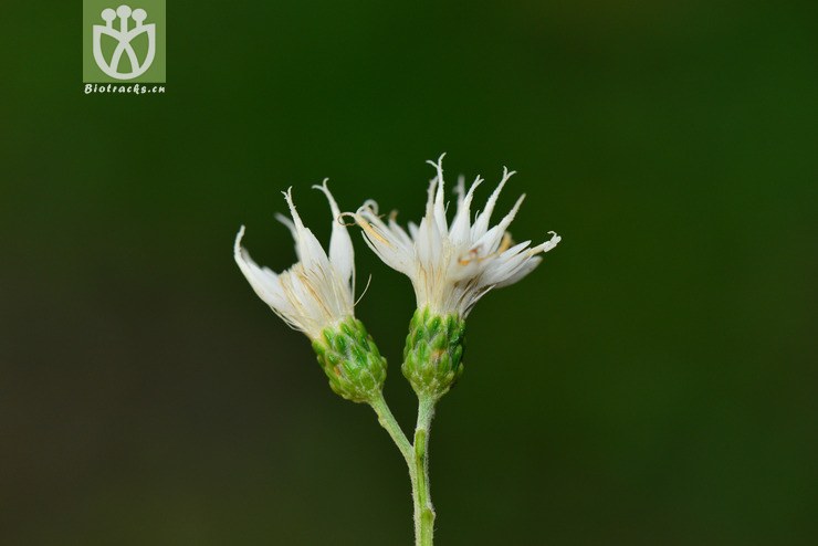 扁桃斑鸠菊(vernonia amygdalina) (6)