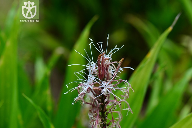 100% 长柄竹蕉(dracaena aubryana) (9).