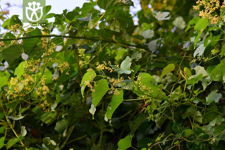 全缘刺果藤(byttneria integrifolia) (16).