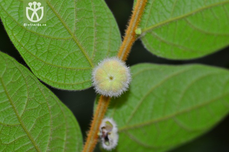 毛果算盤子(glochidion eriocarpum) (4).