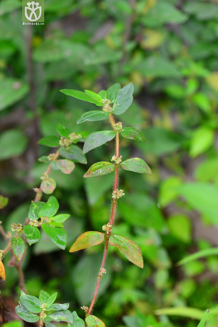 图片信息-kingdonia-植物云数据