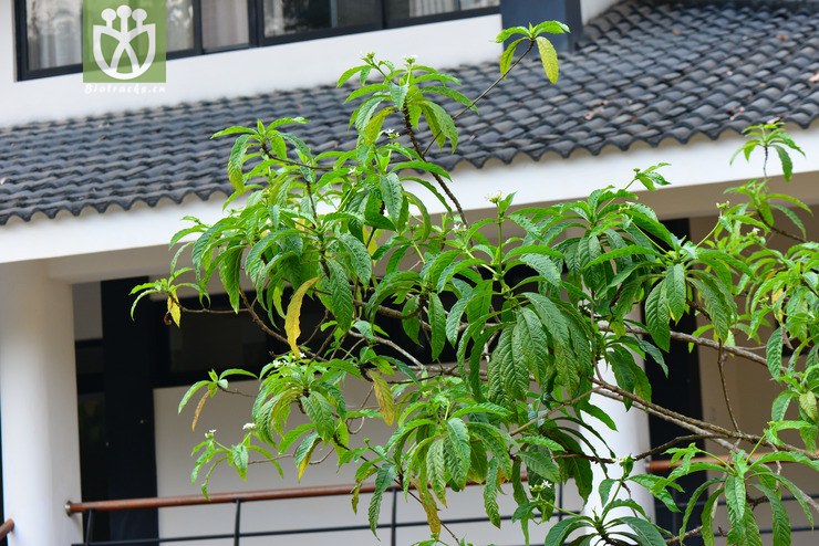 大花木巴戟(morinda longissima) (15).