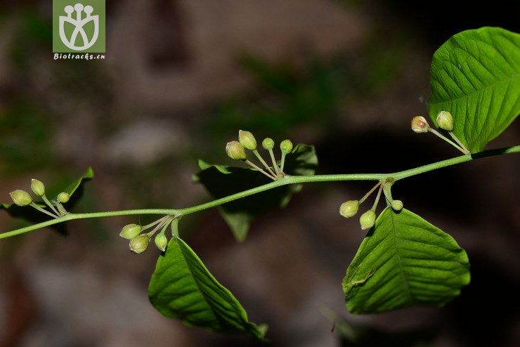 野香橼花(capparis bodinieri) (0)jpg 相邻时间拍摄的照片    31张