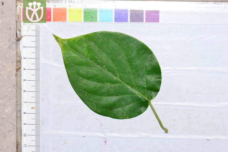 毛叶盾翅藤(aspidopterys nutans(8.
