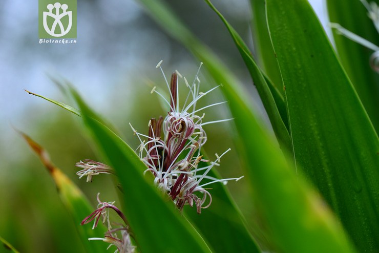 长柄竹蕉(dracaena aubryana) (11).jpg 相邻时间拍摄的照片      张