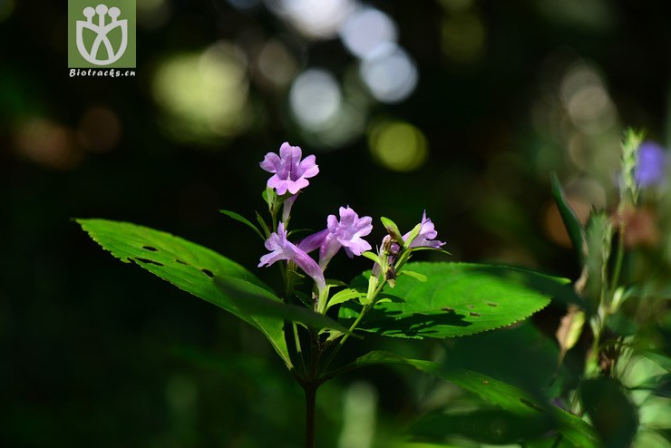 板蓝(strobilanthes cusia) (10).jpg 相邻时间拍摄的照片      张