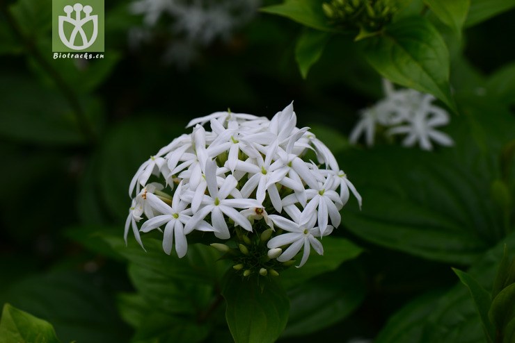 密花素馨(jasminum coarctatum) (29).