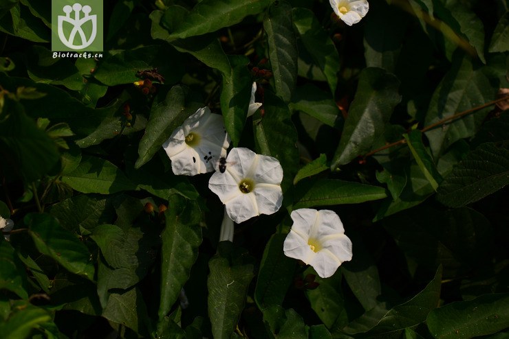 山猪菜(merremia umbellata subsp. orientalis) (33).