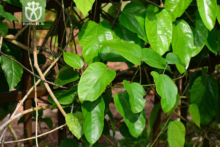 图片信息-kingdonia-植物云数据