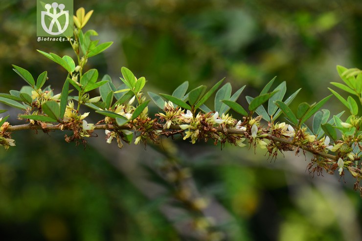 单节假木豆(dendrolobium lanceolatum) (1).