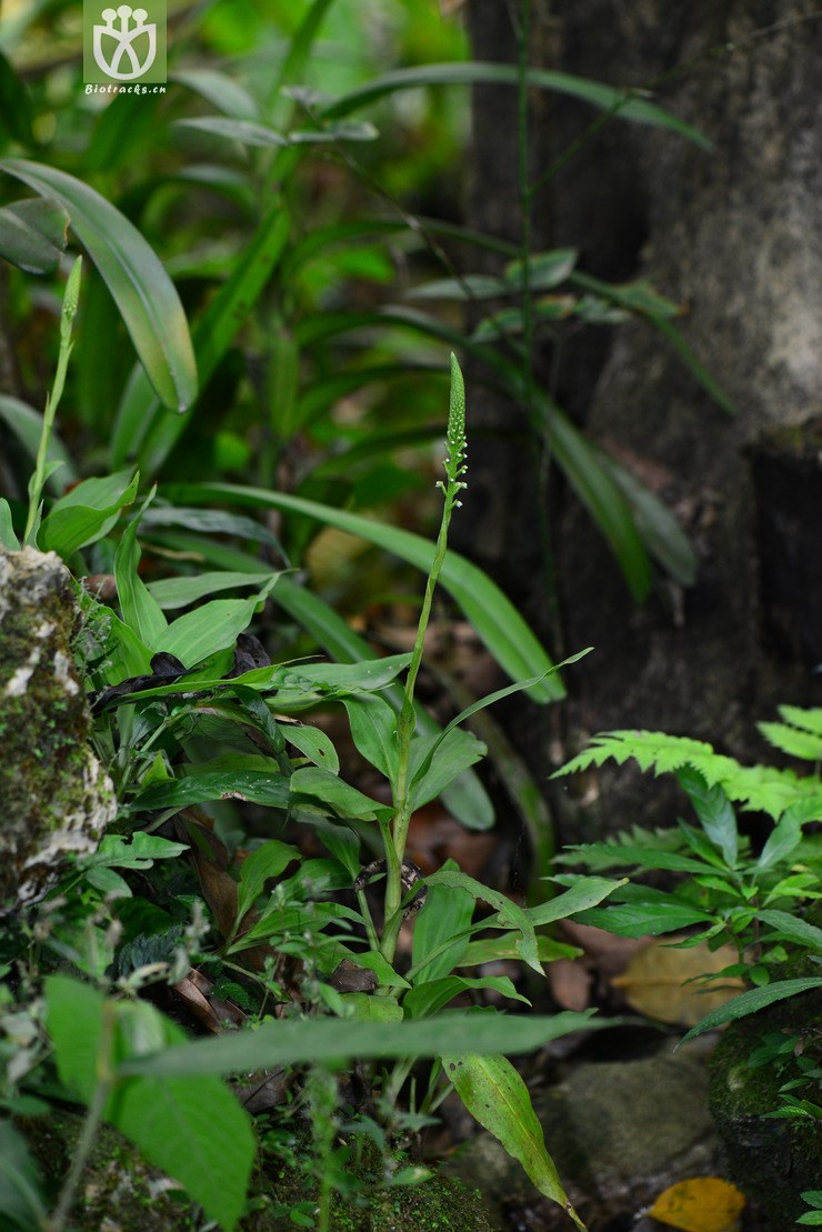 图片信息-kingdonia-植物云数据