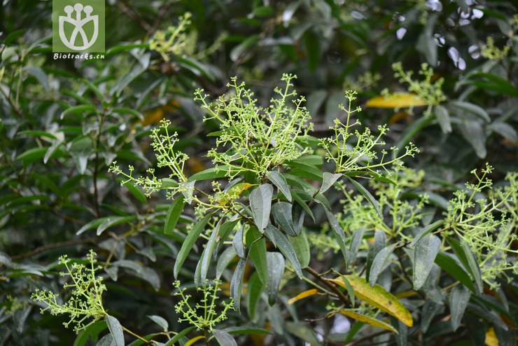 钝叶桂(cinnamomum bejolghota) (2).jpg 相邻时间拍摄的照片      张