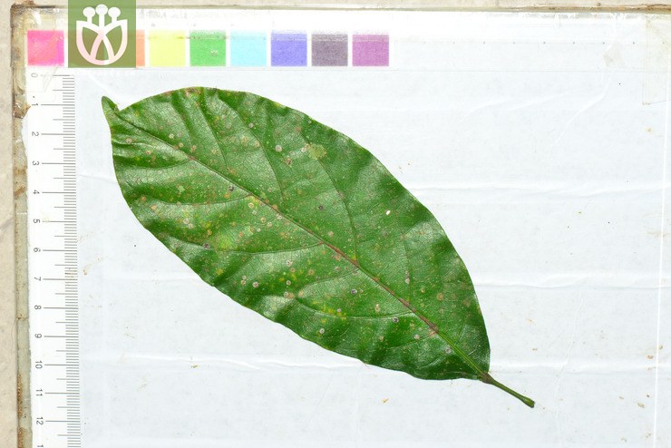 假苹婆(sterculia lanceolata) (15).jpg 相邻时间拍摄的照片      张
