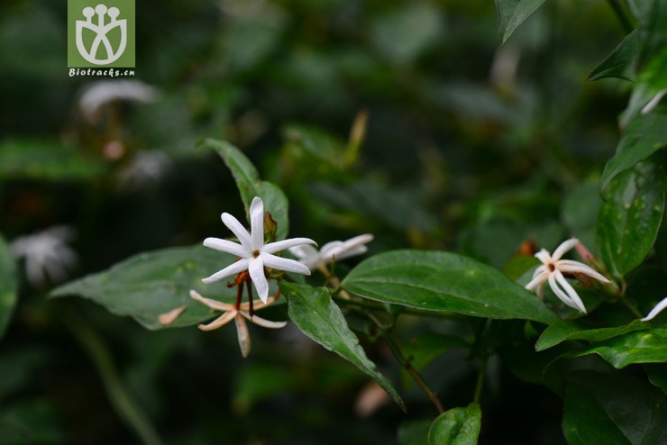 青藤仔(jasminum nervosum) (6).jpg 相邻时间拍摄的照片      张