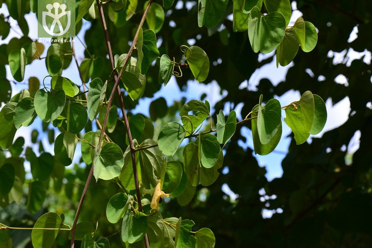 薄叶羊蹄甲(bauhinia glauca subsp. tenuiflora) (2).
