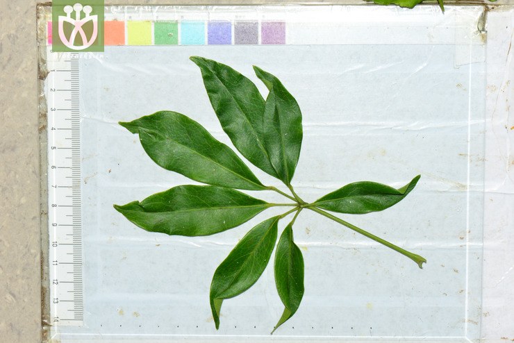 白花鹅掌柴(schefflera leucantha) (20).