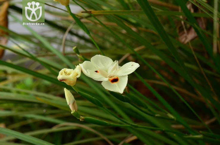 雙色野鳶尾(dietes bicolor) (41).jpg 相鄰時間拍攝的照片 31張