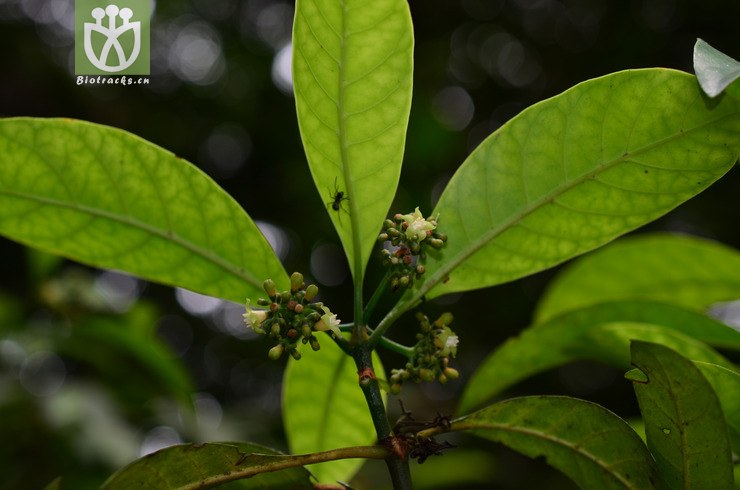 溪边九节(psychotria fluviatilis(2.