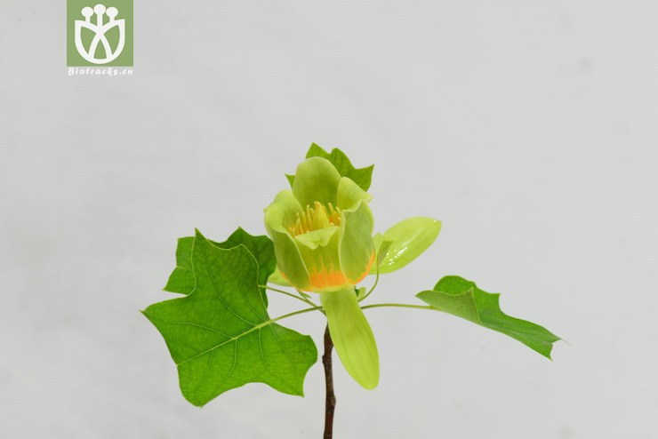 北美鵝掌楸(liriodendron tulipifera) (4).