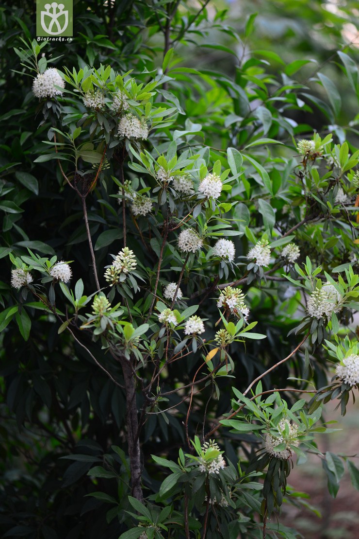 照山白(rhododendron micranthum(7.